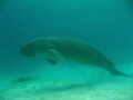   shy happy dugong  